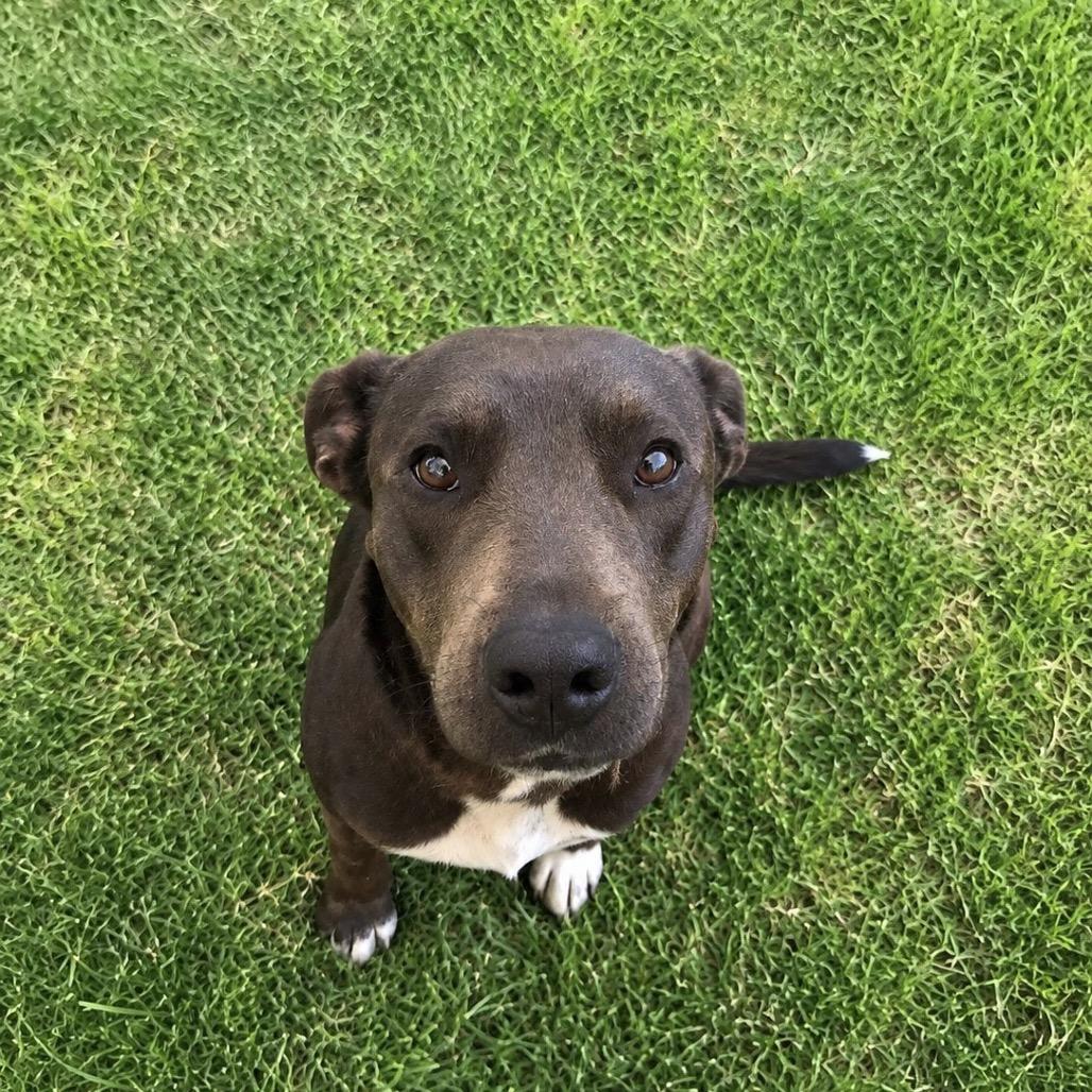 Sweet Thing, a Adoptable mixed breed in Tupelo, MS image 1/3