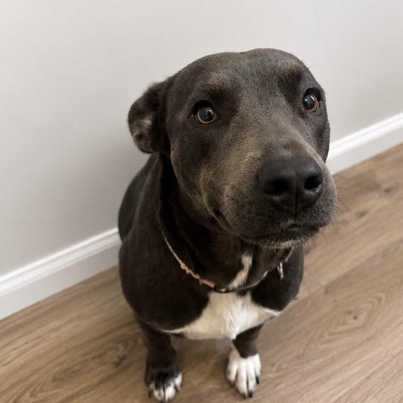 Sweet Thing, a Adoptable mixed breed in Tupelo, MS image 2/3