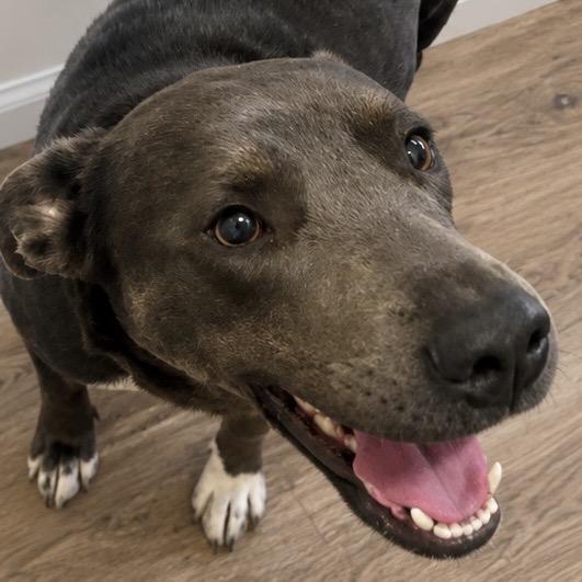 Sweet Thing, a Adoptable mixed breed in Tupelo, MS image 3/3