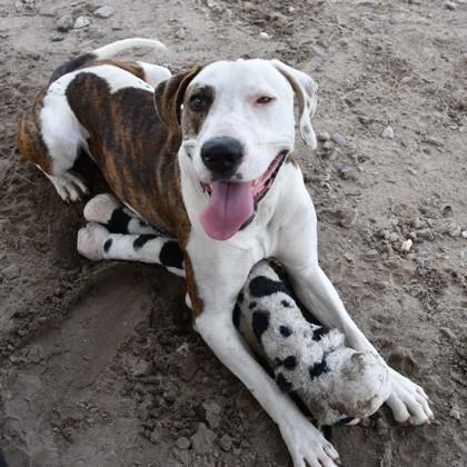 Copper, a ADOPTABLE mixed breed in Inverness, FL image 2/2
