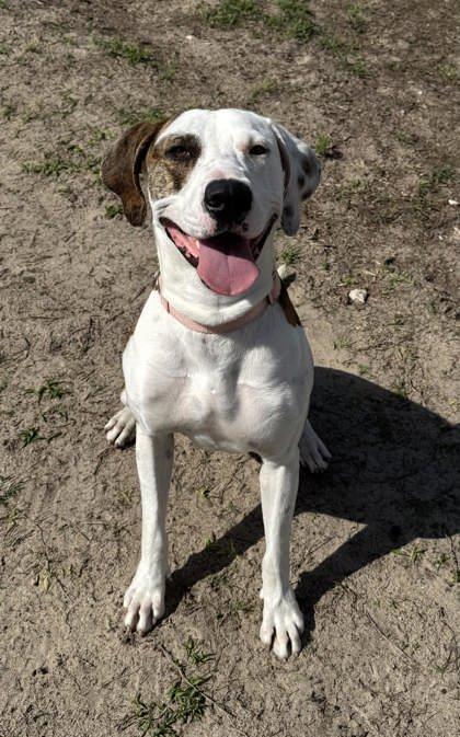 Copper, a ADOPTABLE mixed breed in Inverness, FL image 1/2