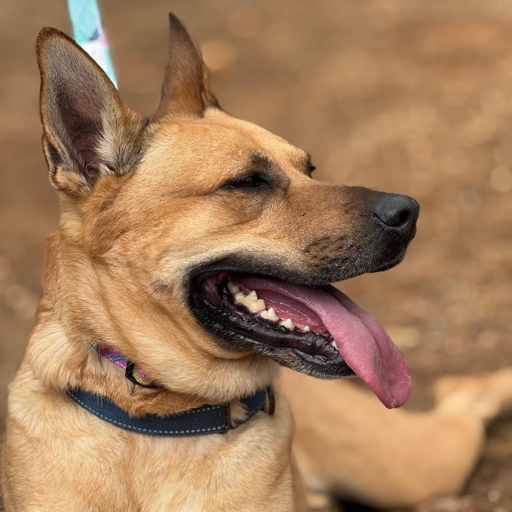 Gus, Adoptable, Adult Male Mixed Breed & German Shepherd Dog.