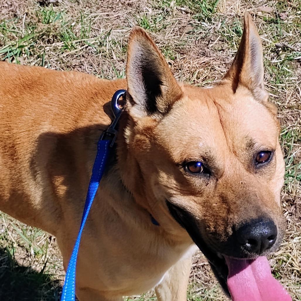 Gus, a Adoptable Mixed Breed in Blairsville, GA image 1/6