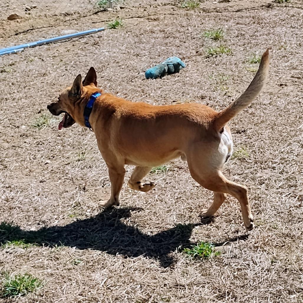 Gus, a Adoptable Mixed Breed in Blairsville, GA image 2/6