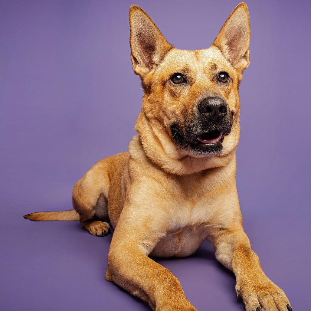 Enlarge Gus, a Adoptable mixed breed in Blairsville, GA image 4/6