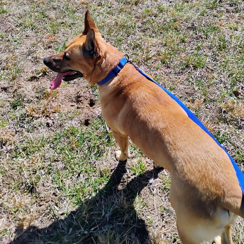 Gus, a Adoptable Mixed Breed in Blairsville, GA image 5/6
