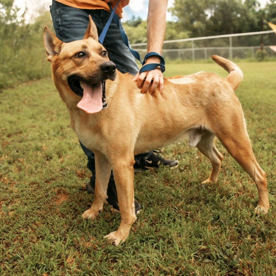 Gus, a Adoptable Mixed Breed in Blairsville, GA image 6/6