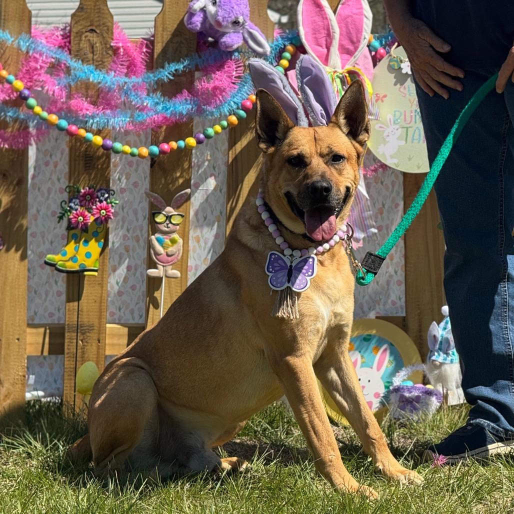 Enlarge Gus, a Adoptable mixed breed in Blairsville, GA image 6/6