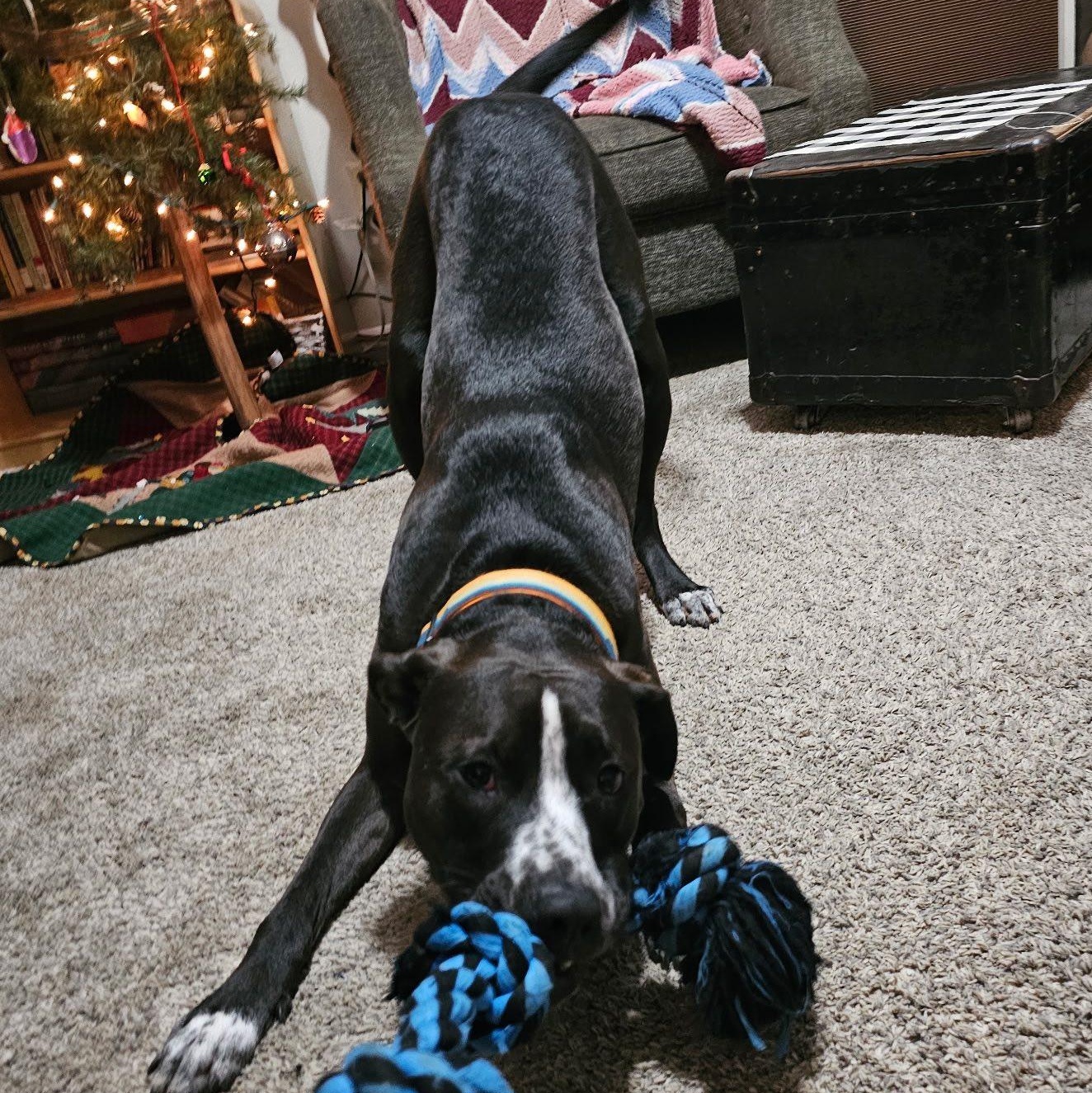 Enlarge Boltz, an adoptable mixed breed in Ellensburg, WA image 5/6