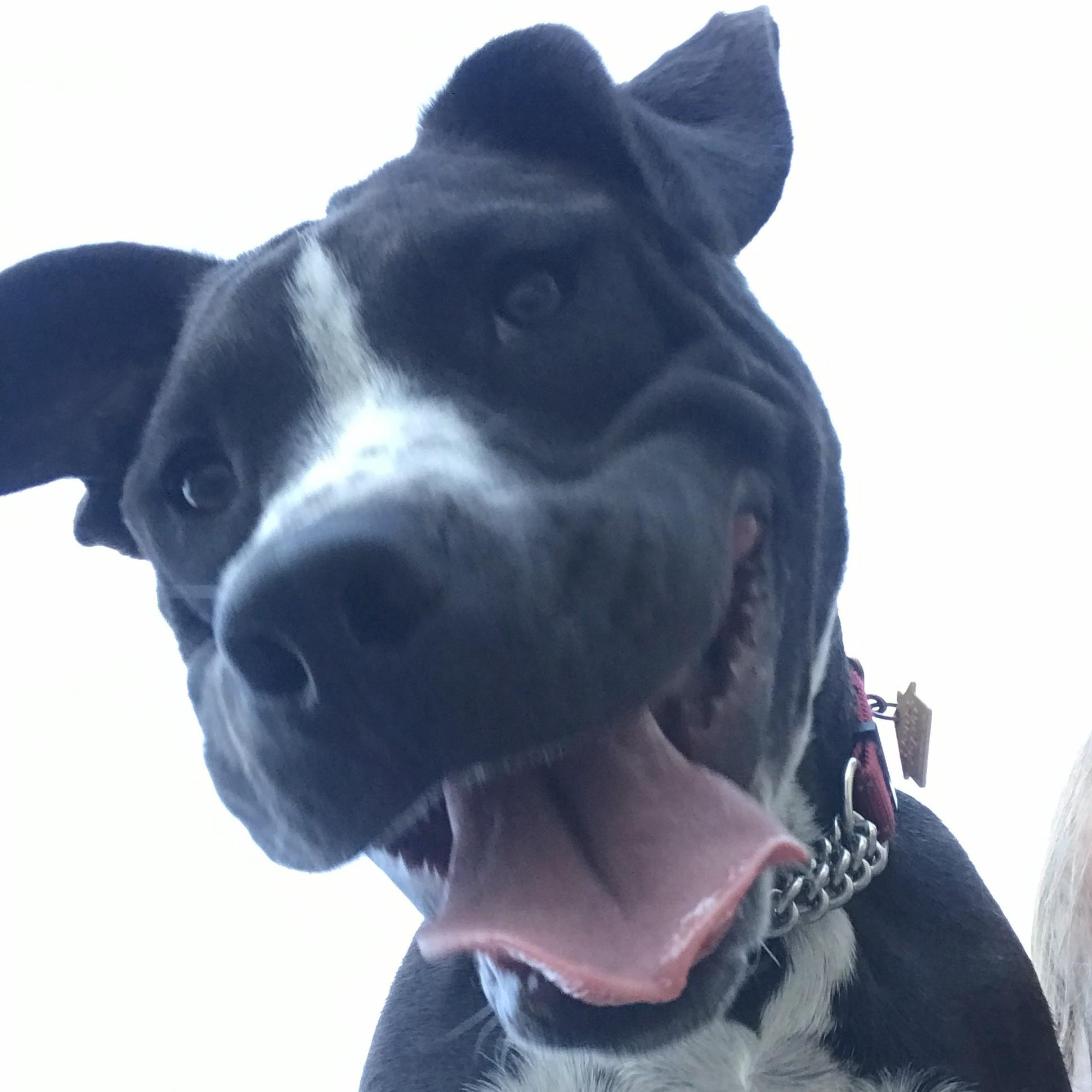 Boltz, Adoptable, Puppy Male Pit Bull Terrier.