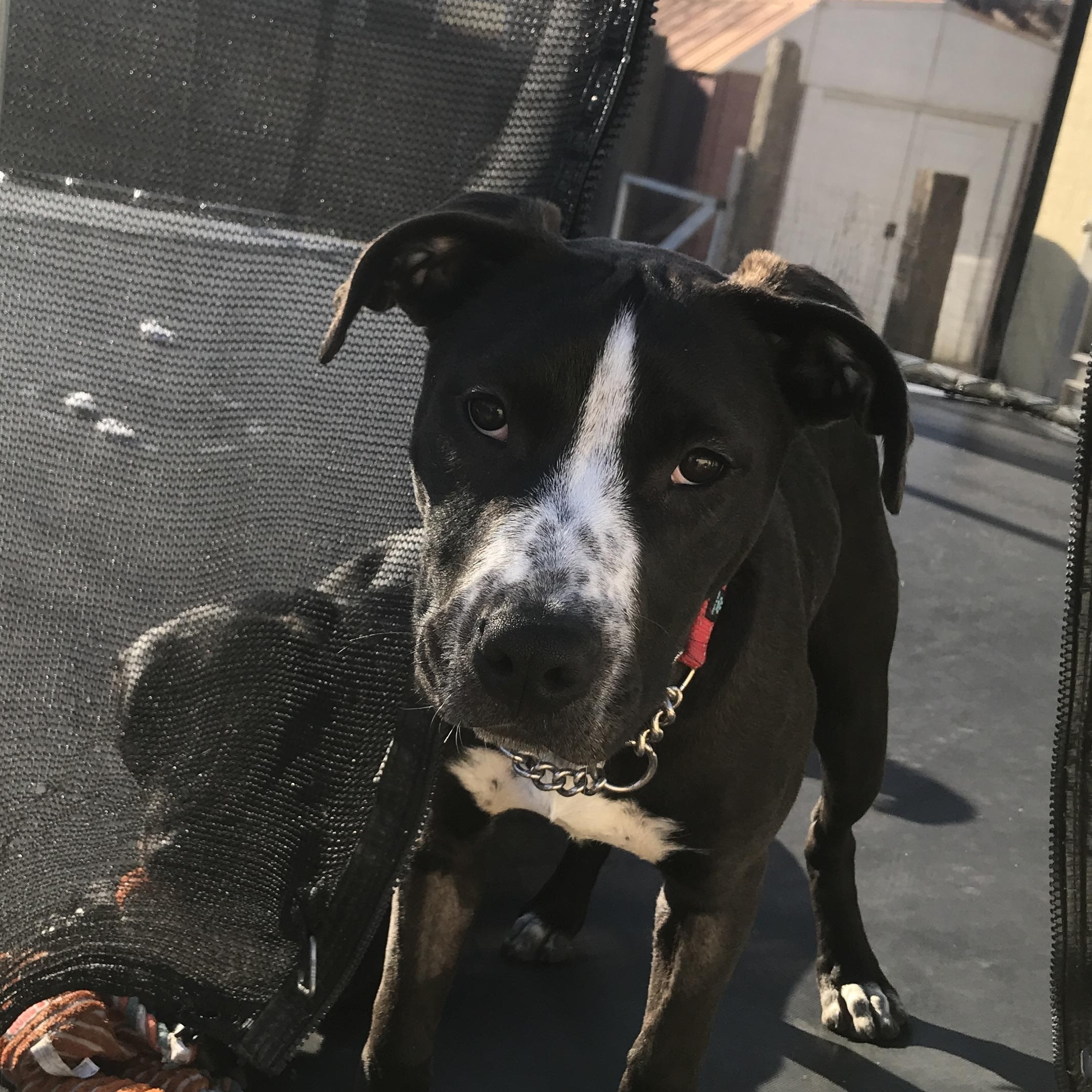 Boltz, a Adoptable mixed breed in Ellensburg, WA image 3/6