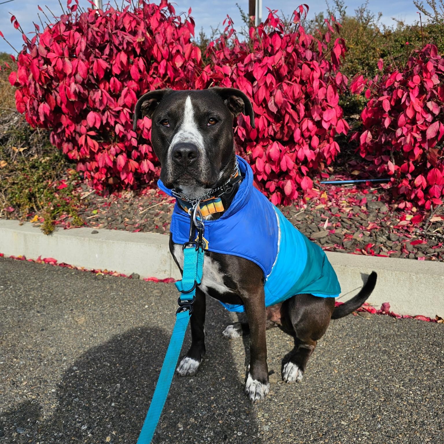 Boltz, an adoptable Pit Bull Terrier in Ellensburg, WA, 98926 | Photo Image 1