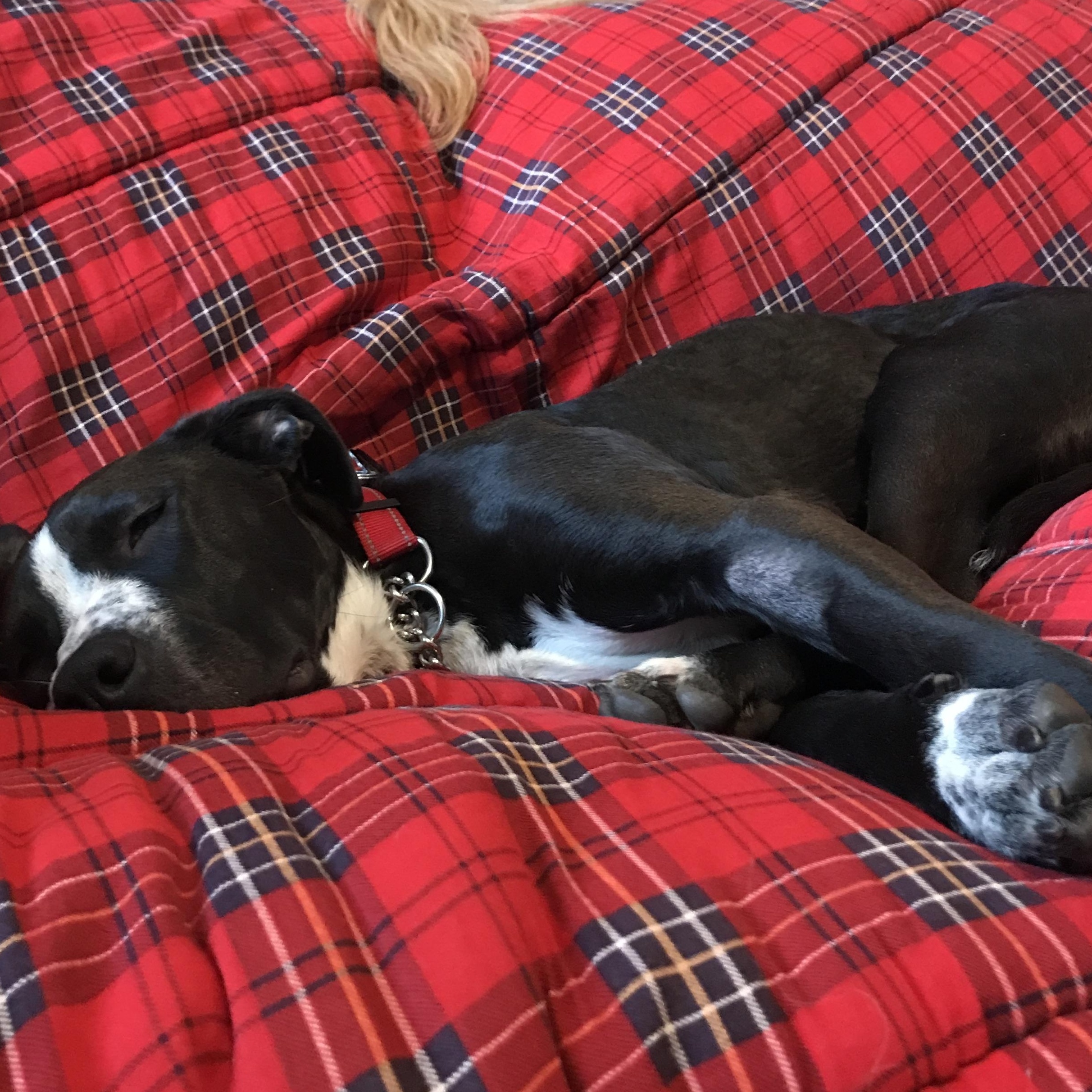 Boltz, a Adoptable mixed breed in Ellensburg, WA image 6/6