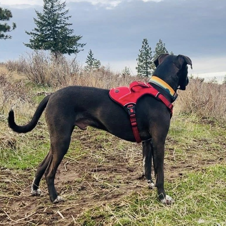Enlarge Boltz, an adoptable mixed breed in Ellensburg, WA image 6/6