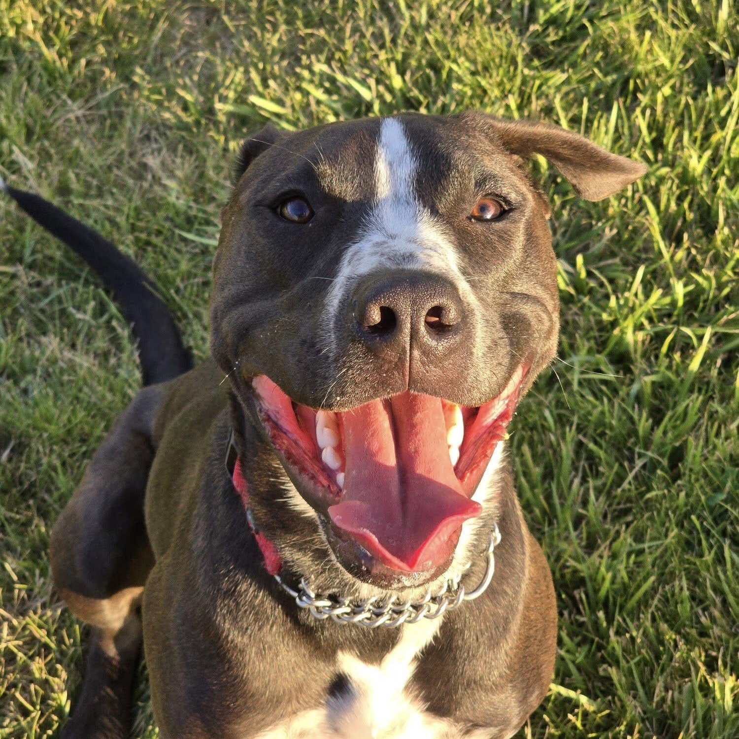 Boltz, a Adoptable mixed breed in Ellensburg, WA image 4/6