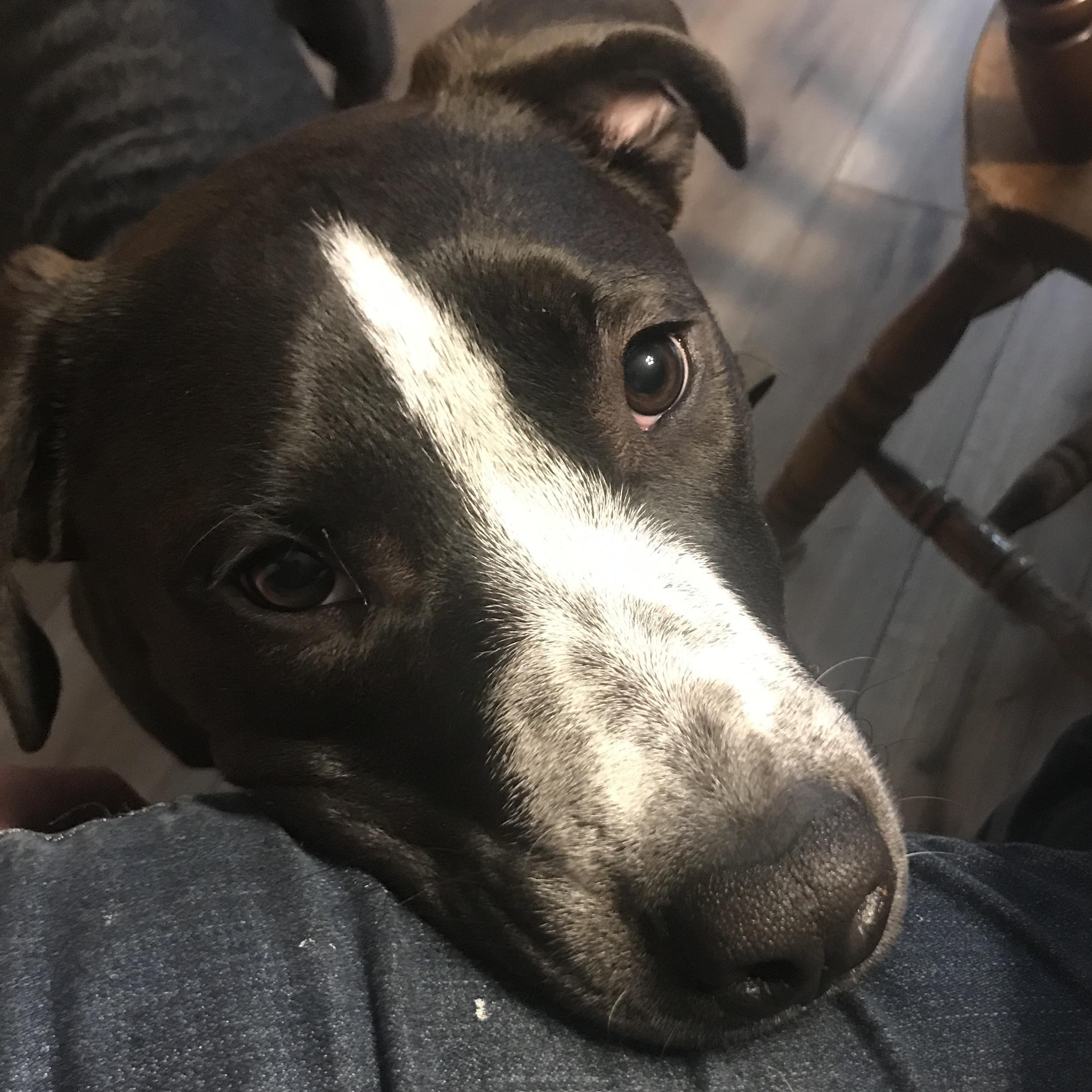 Boltz, a Adoptable mixed breed in Ellensburg, WA image 5/6