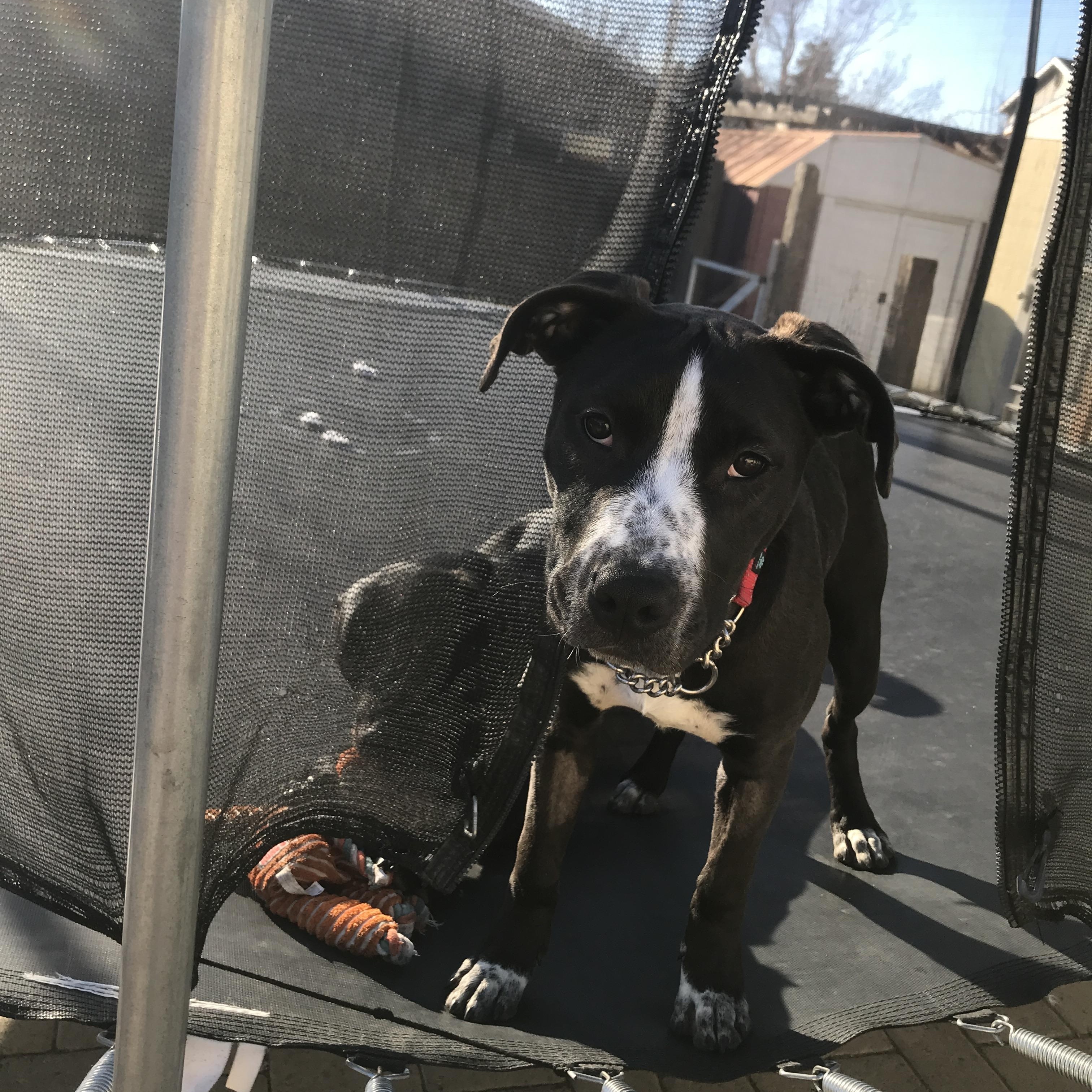 Boltz, an adoptable Pit Bull Terrier in Ellensburg, WA, 98926 | Photo Image 3