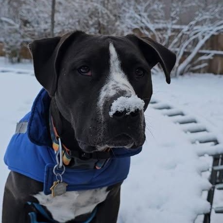 Boltz, adoptable, Puppy Male Pit Bull Terrier.