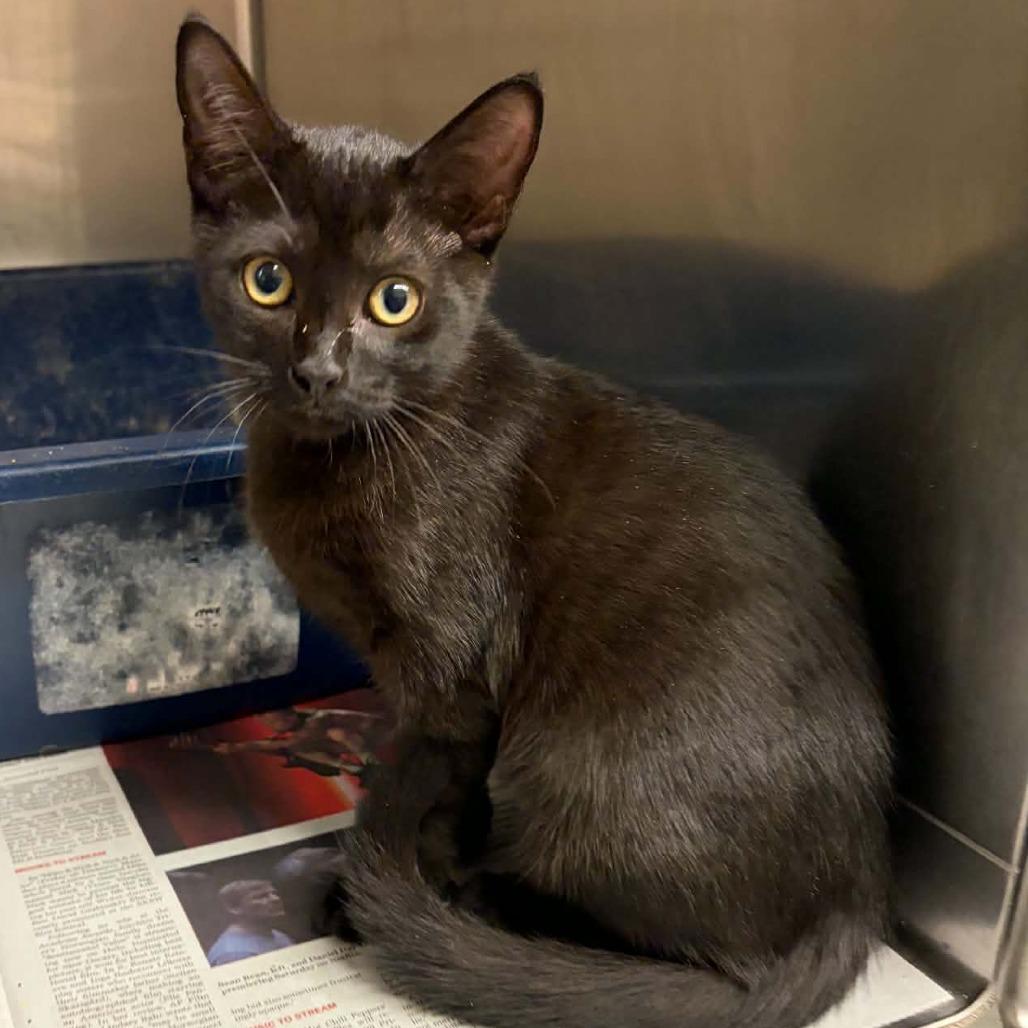 Scrambler, Adoptable, Kitten Male Domestic Short Hair.