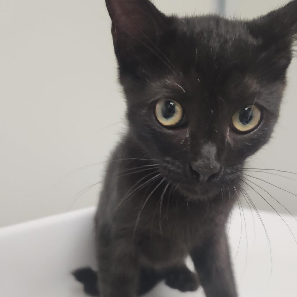Enlarge Scrambler, a Adoptable Domestic Short Hair in Concord, NC image 2/2