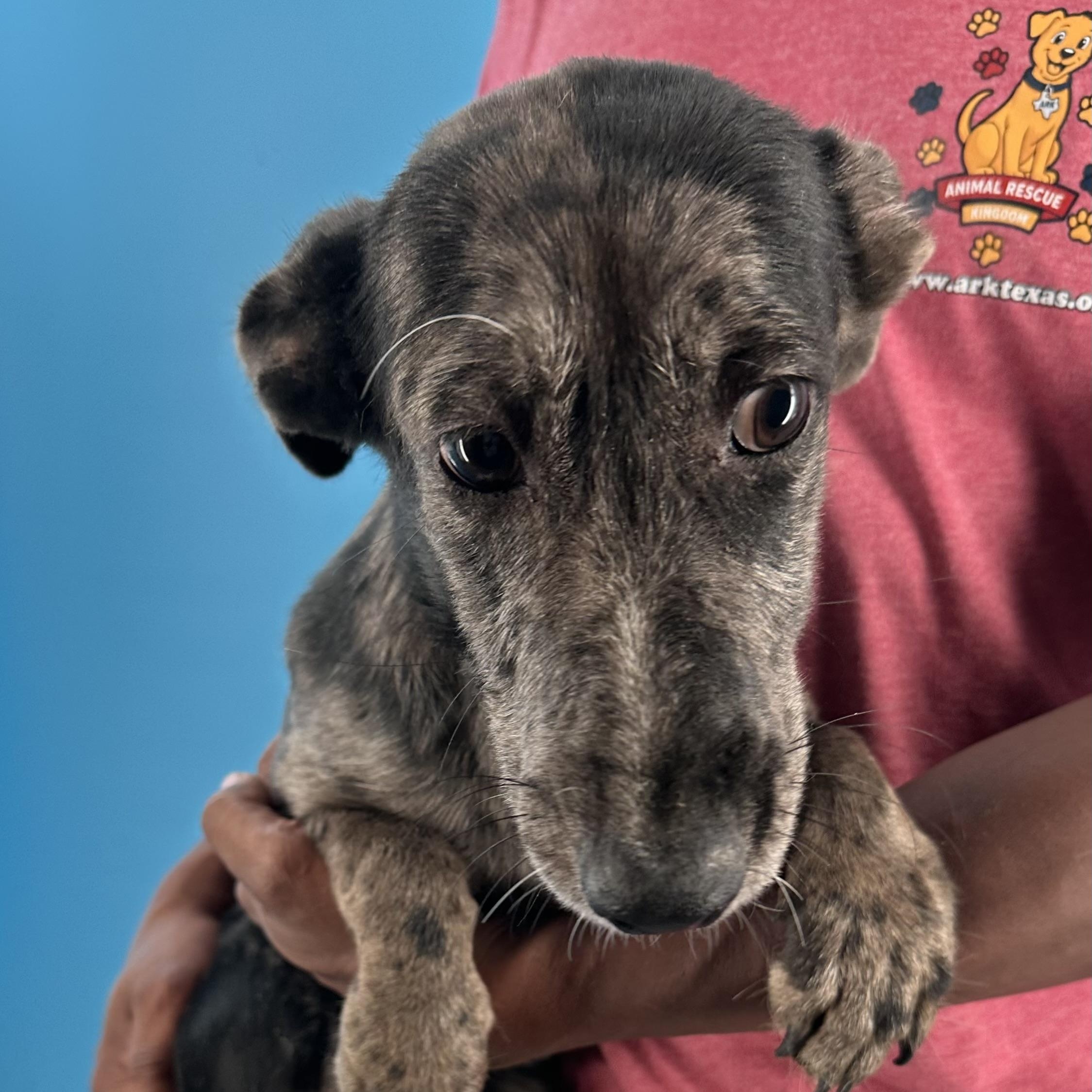 Enlarge Willa - Local October 12th Today Only, a Adopted mixed breed in Hillsboro, OR image 4/5