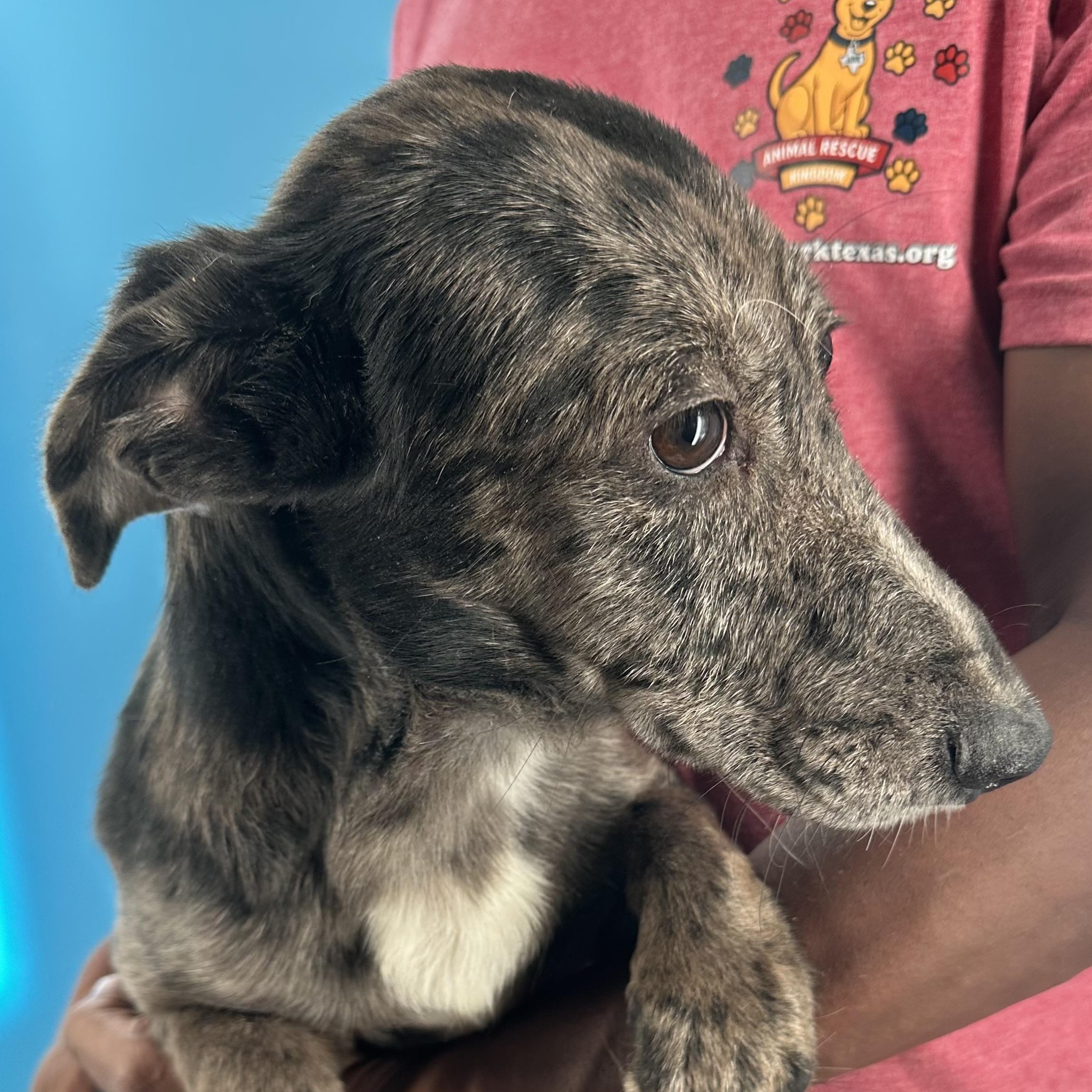 Enlarge Willa - Local October 12th Today Only, a Adopted mixed breed in Hillsboro, OR image 2/5