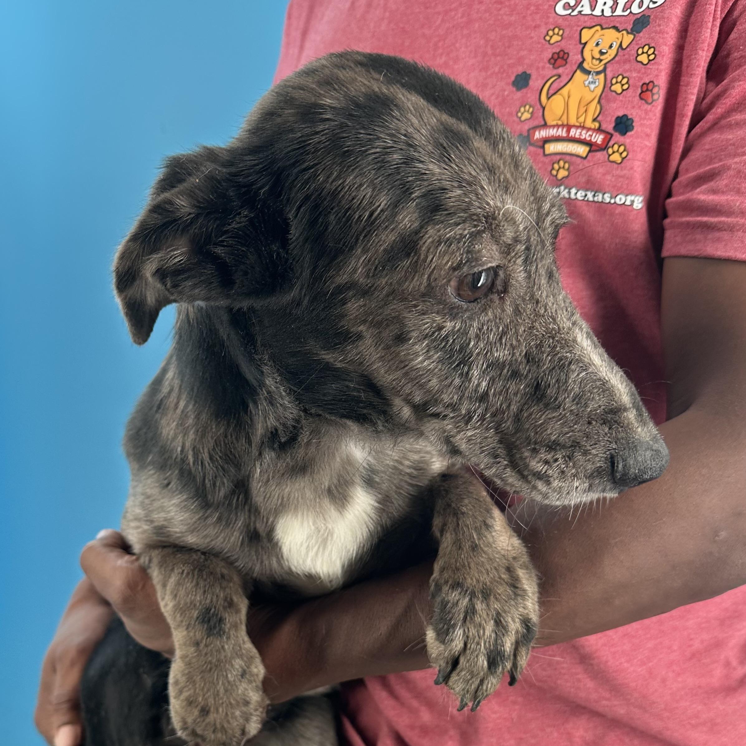Enlarge Willa - Local October 12th Today Only, a Adopted mixed breed in Hillsboro, OR image 3/5