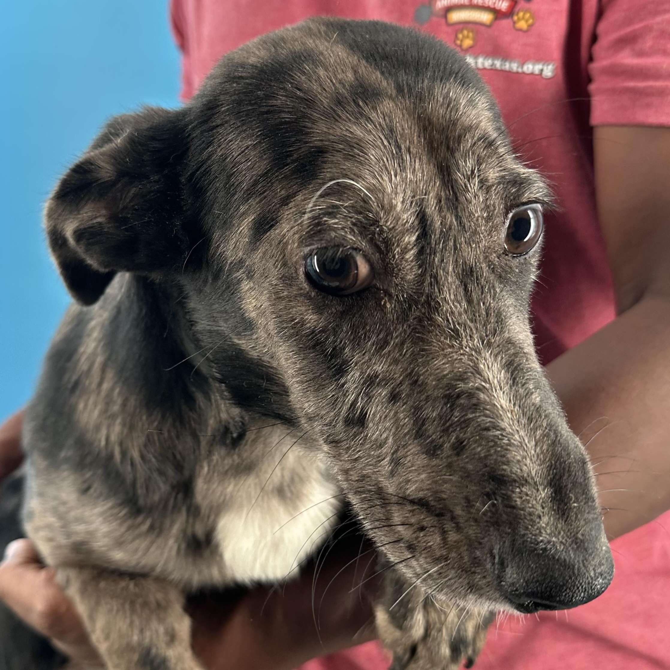Willa - Local October 12th Today Only, Adopted, Young Female Catahoula Leopard Dog.