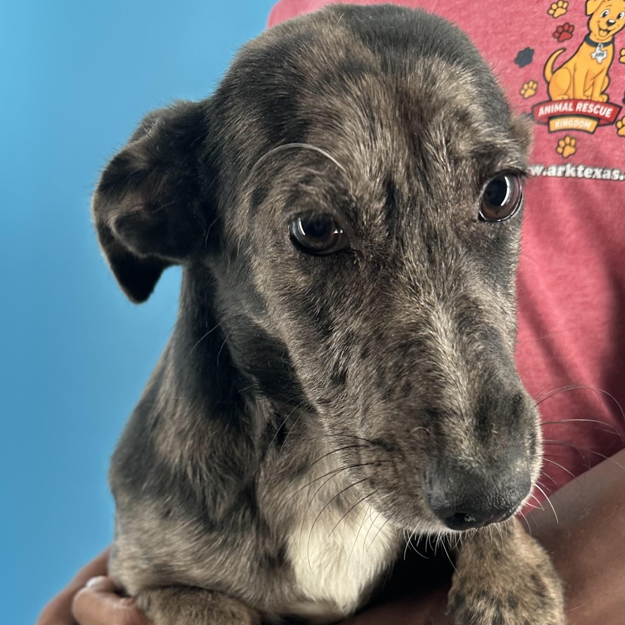 Enlarge Willa - Local October 12th Today Only, a Adopted mixed breed in Hillsboro, OR image 5/5