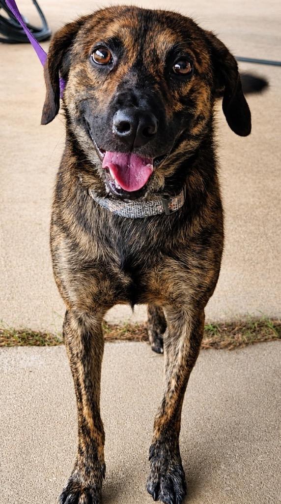 Roger 1, a Adoptable mixed breed in North Syracuse, NY image 1/3