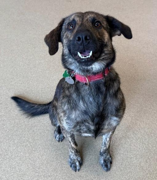 Roger 1, a Adoptable mixed breed in North Syracuse, NY image 2/3