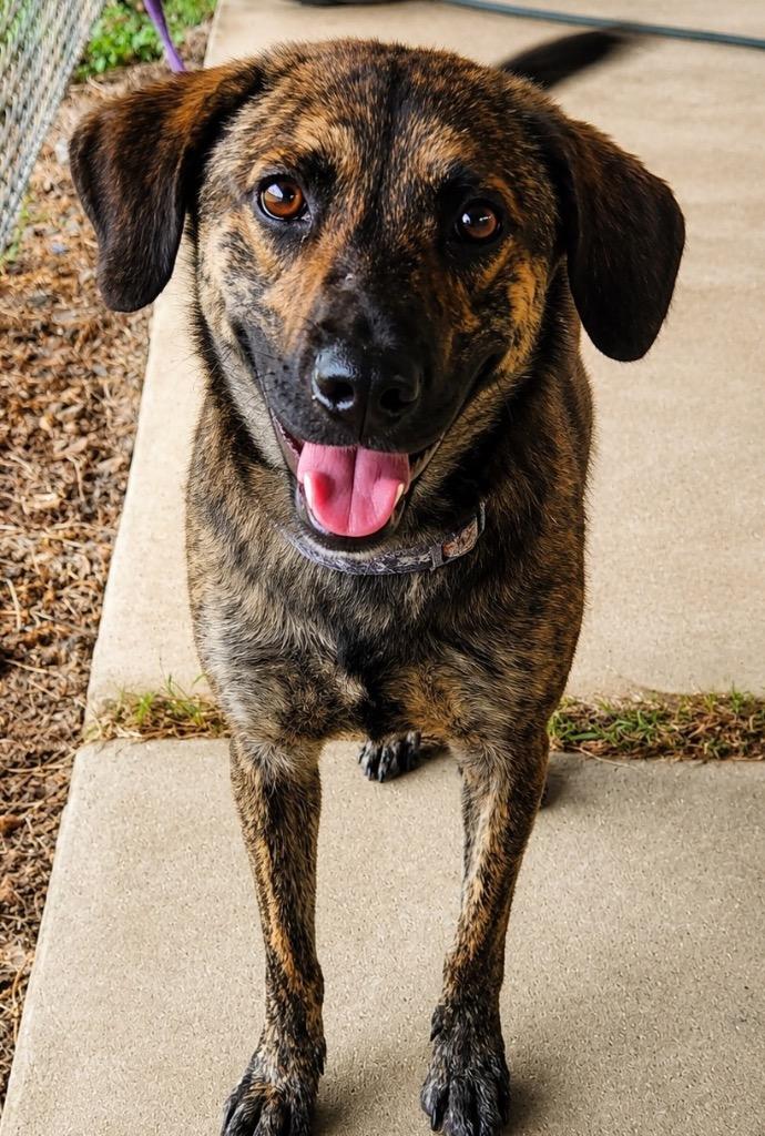 Roger 1, a Adoptable mixed breed in North Syracuse, NY image 3/3