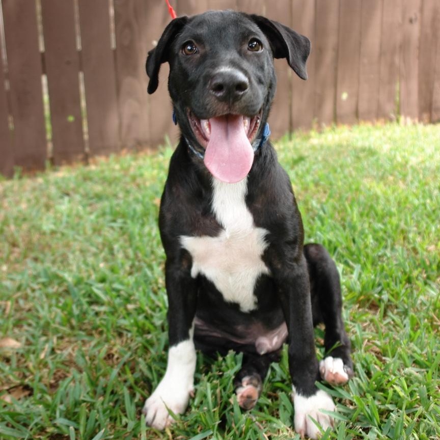 Dallas, a Adoptable mixed breed in Bryan, TX image 4/6