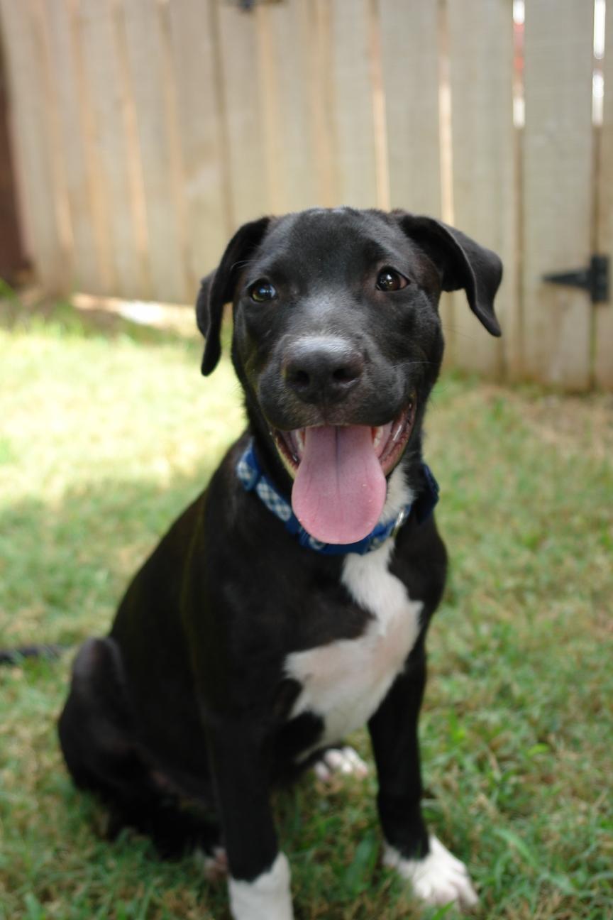 Dallas, a Adoptable mixed breed in Bryan, TX image 5/6