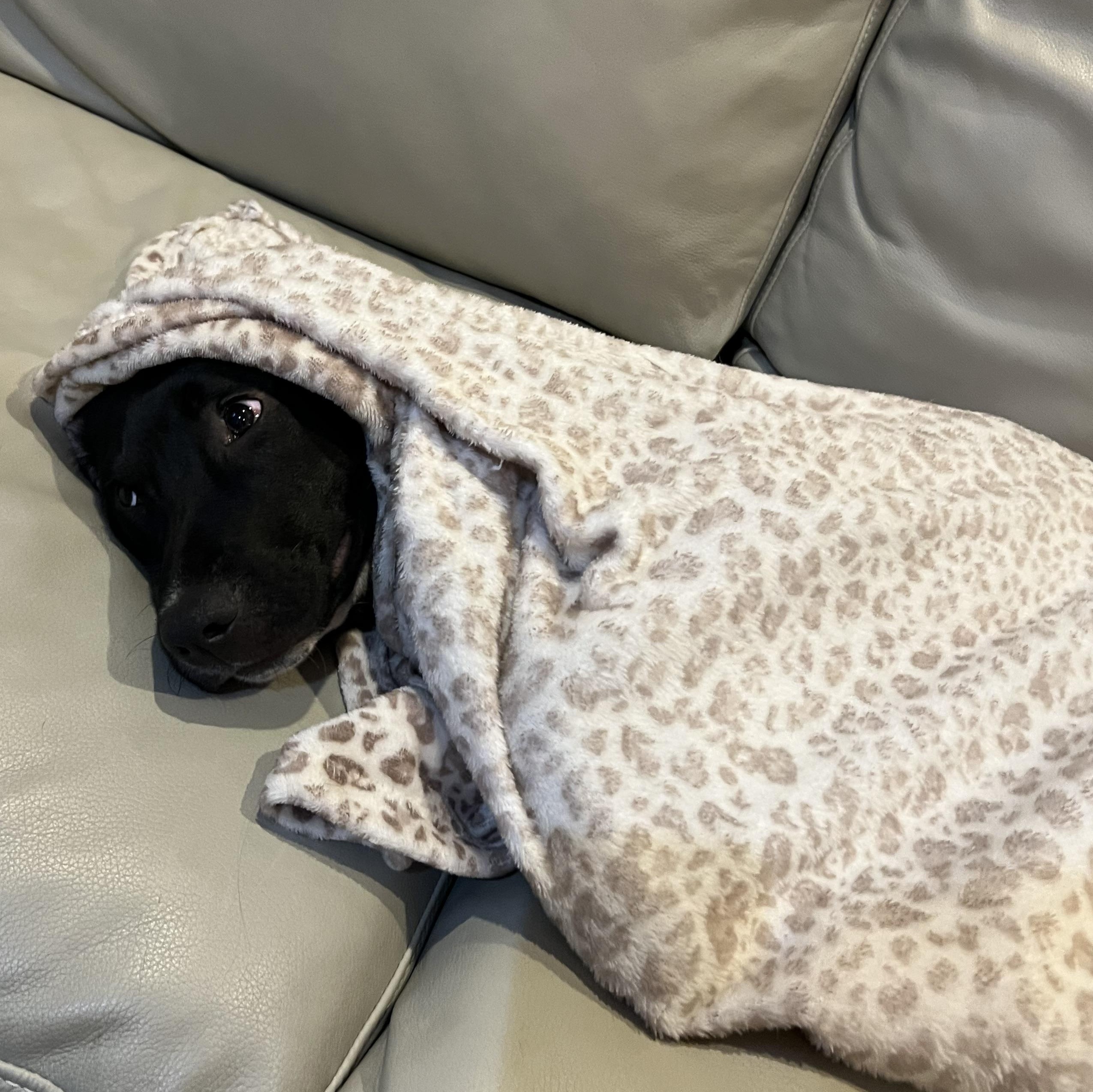 Enlarge Dallas, an adopted Mixed Breed in Bryan, TX image 3/6