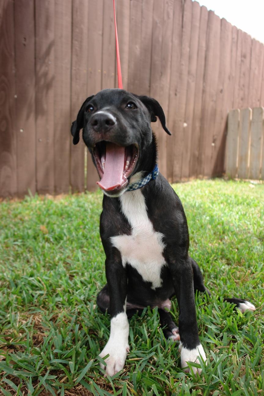 Dallas, Adoptable, Puppy Male Pit Bull Terrier & Mixed Breed.