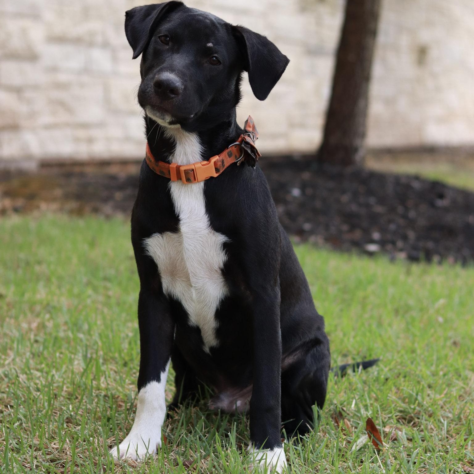 Dallas, a Adoptable mixed breed in Bryan, TX image 3/6