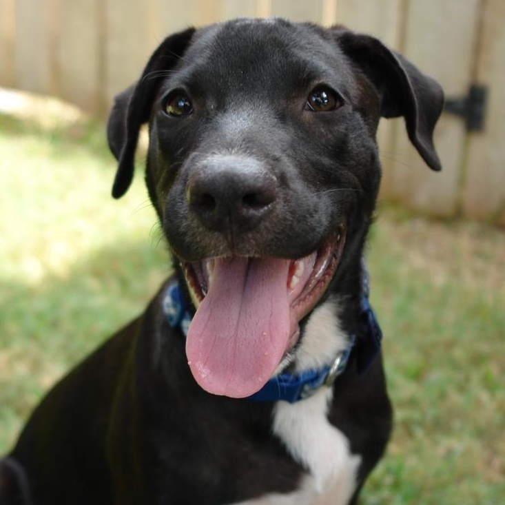Dallas, a Adoptable mixed breed in Bryan, TX image 2/6