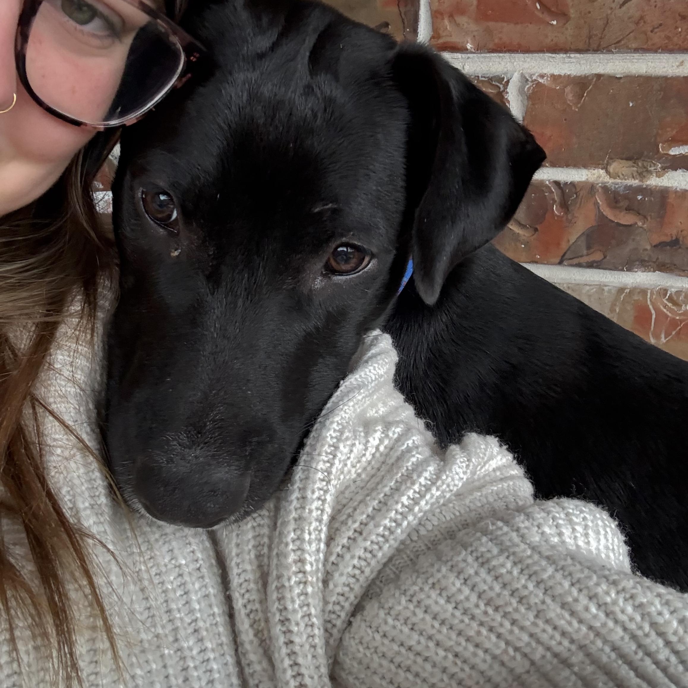 Enlarge Dallas, an adopted Mixed Breed in Bryan, TX image 2/6