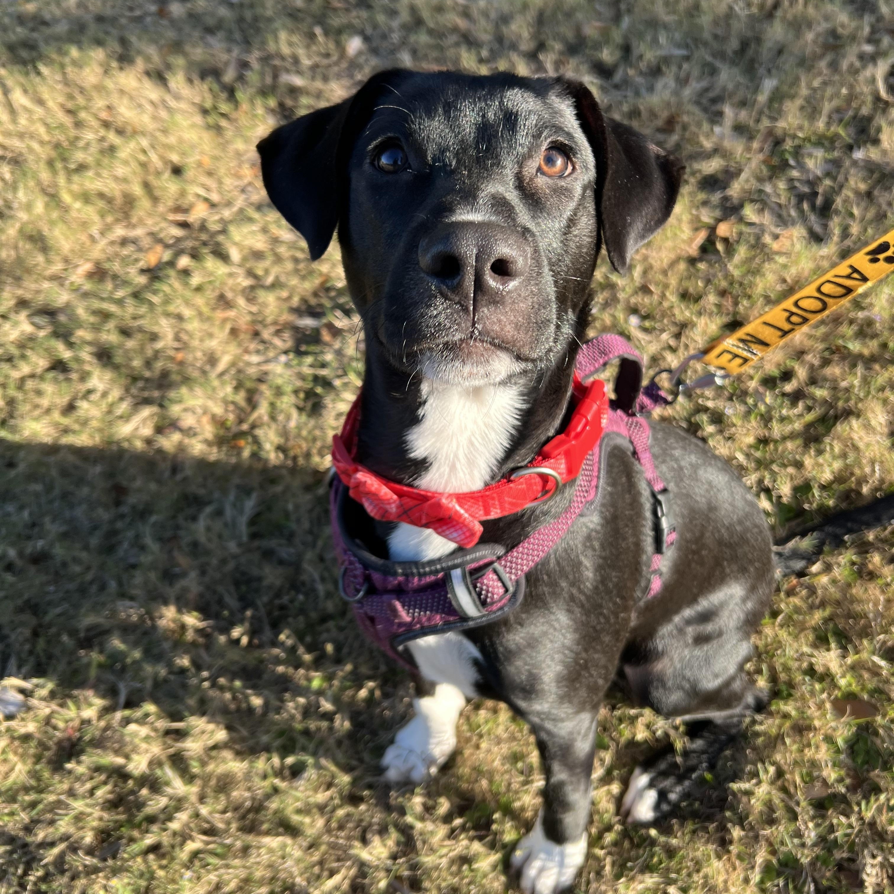 Dallas, adoptable, Young Male Mixed Breed.