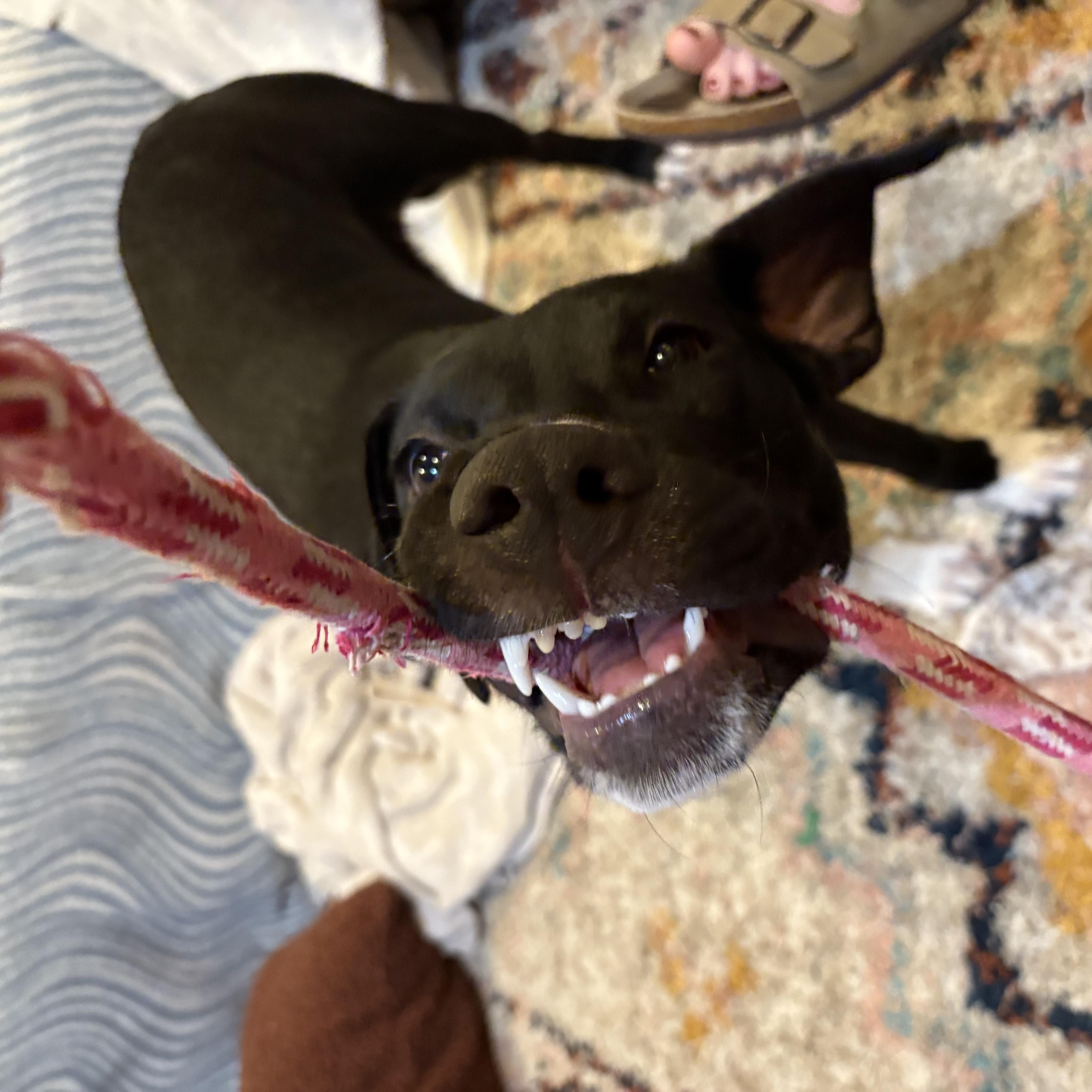 Enlarge Dallas, an adopted Mixed Breed in Bryan, TX image 5/6