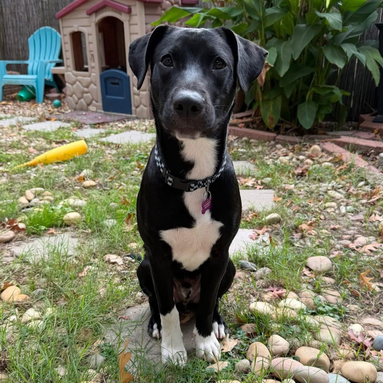 Enlarge Dallas, an adopted Mixed Breed in Bryan, TX image 6/6