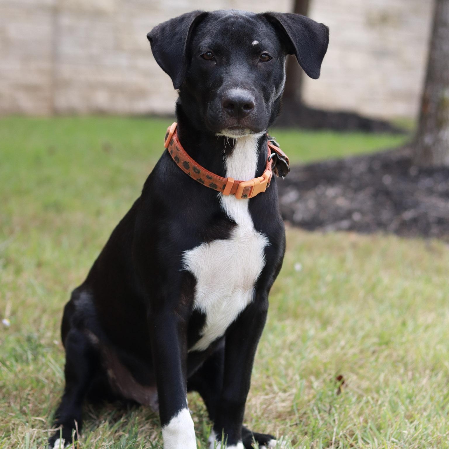 Dallas, a Adoptable mixed breed in Bryan, TX image 6/6