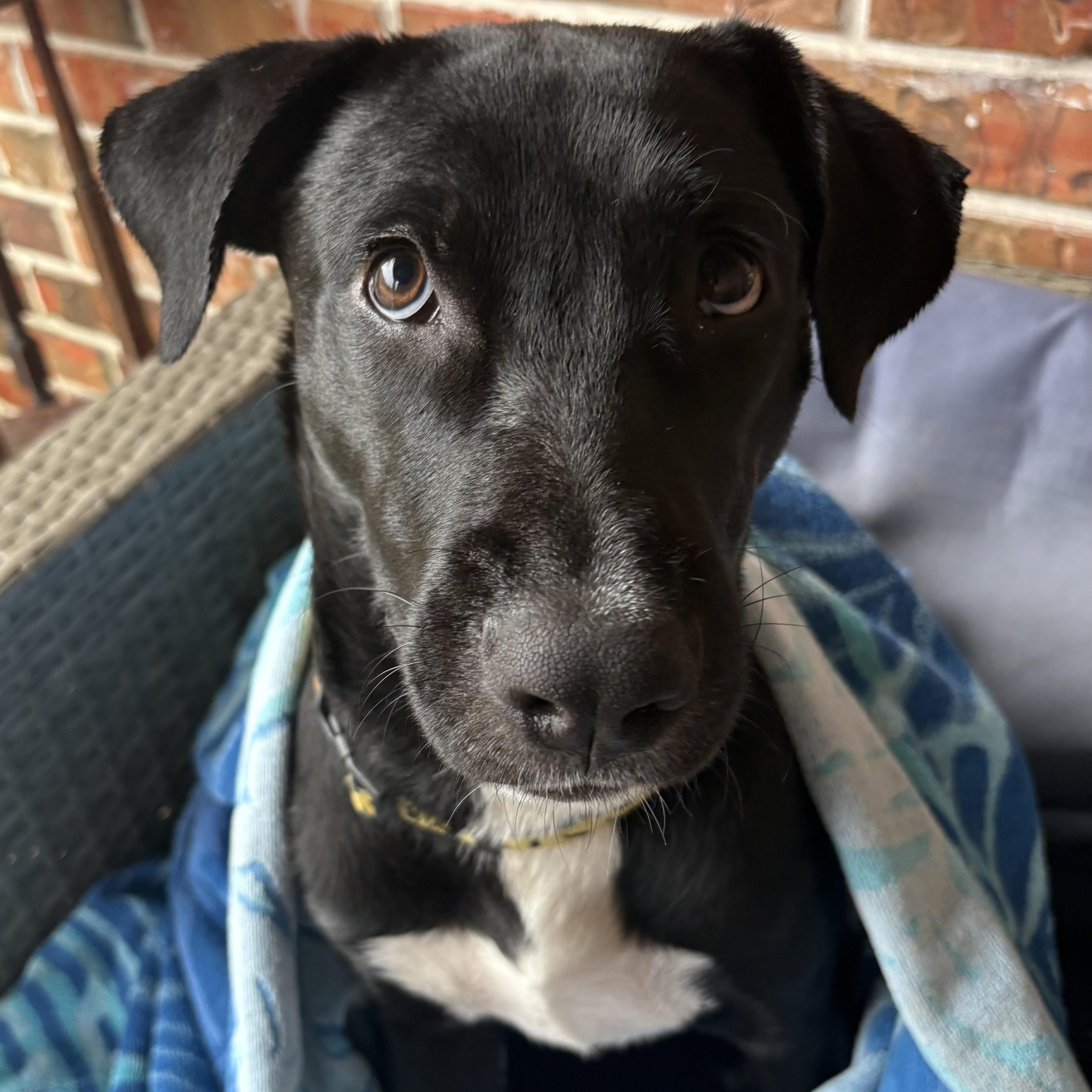 Enlarge Dallas, an adopted Mixed Breed in Bryan, TX image 4/6