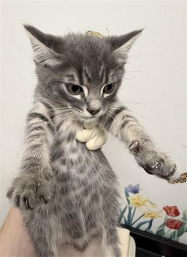Enlarge NOLAN, a Adoptable Domestic Short Hair in Hayward, CA image 1/1