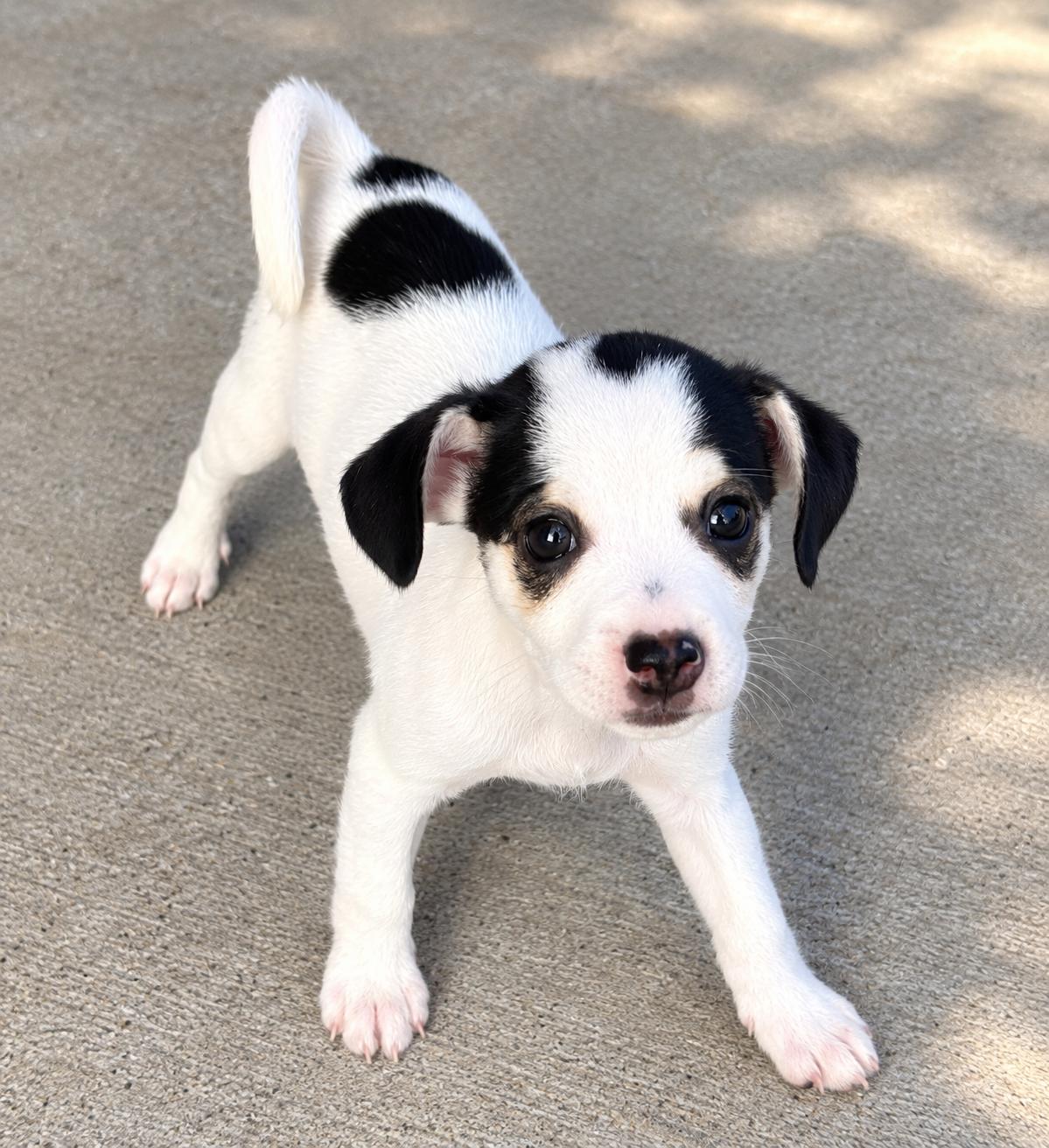 Enlarge Petey, a Adopted Chihuahua in Humble, TX image 3/3