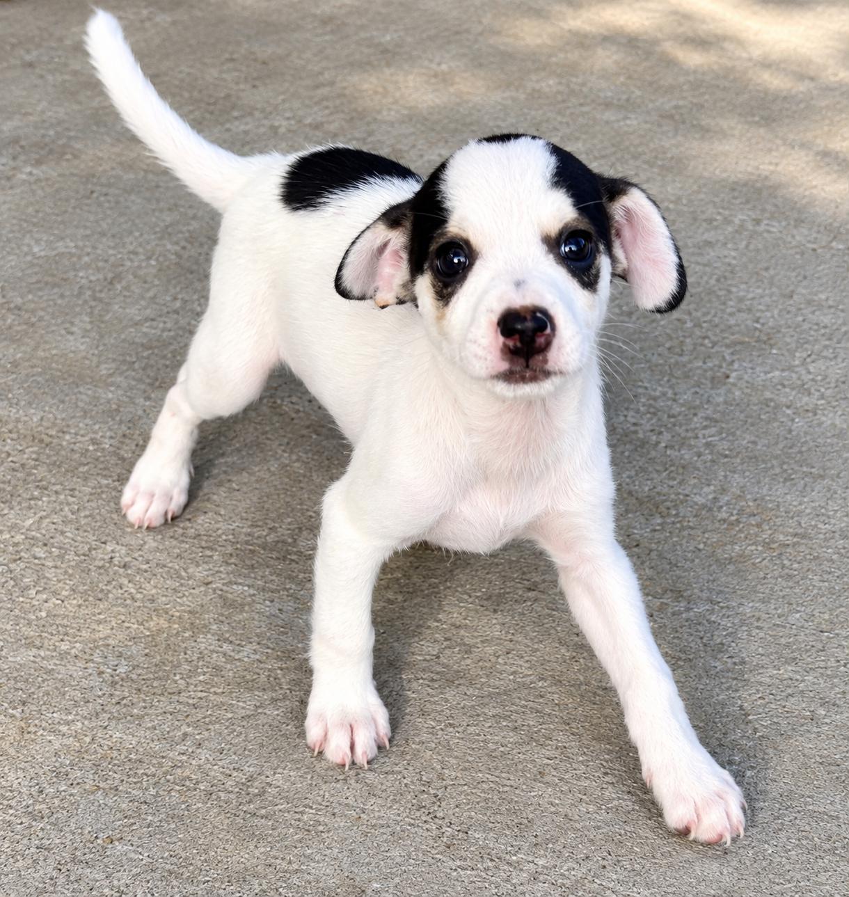 Enlarge Petey, a Adopted Chihuahua in Humble, TX image 2/3