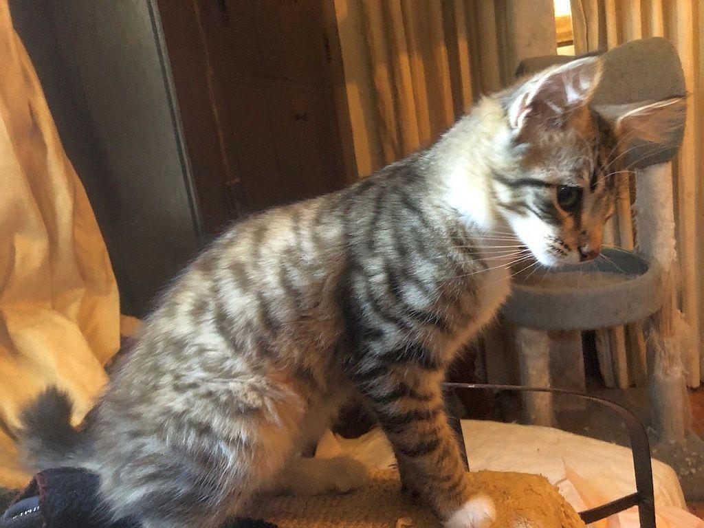 Peter Pan, a Adopted Domestic Medium Hair in Monticello, MS image 1/3