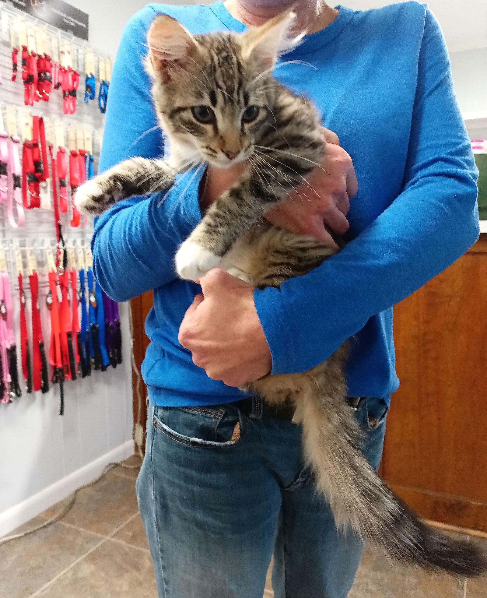 Peter Pan, a Adopted Domestic Medium Hair in Monticello, MS image 2/3