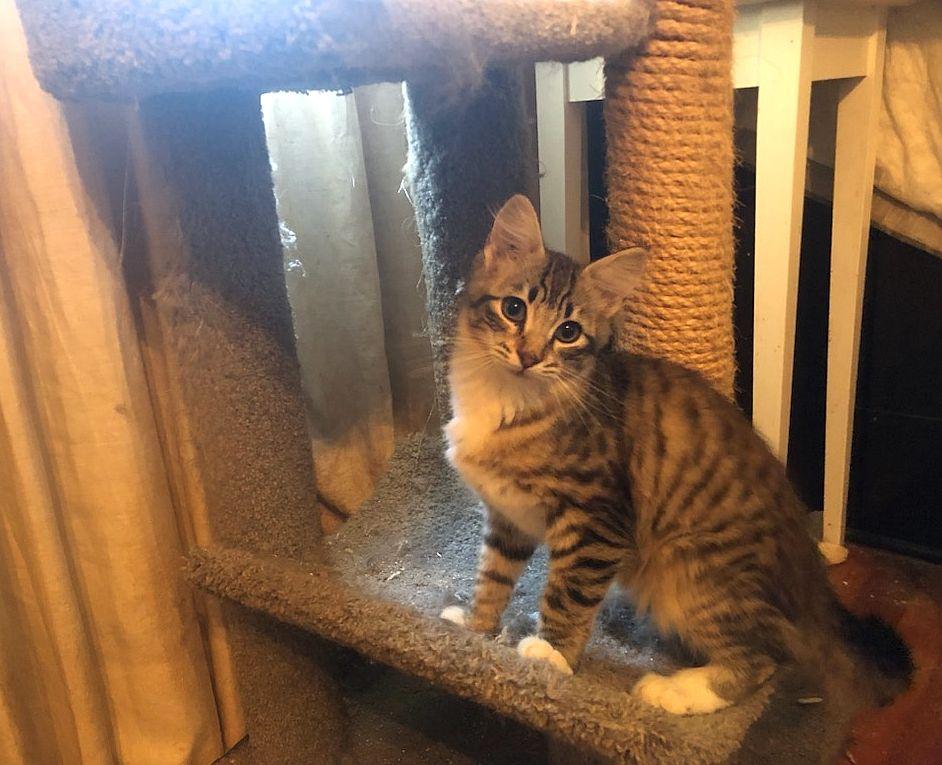 Peter Pan, a Adopted Domestic Medium Hair in Monticello, MS image 3/3